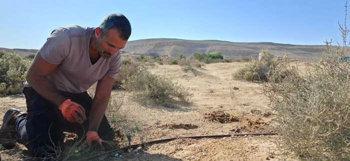 שתילת לשון-שור נגבית, גן המקלט לצמחים בסכנת הכחדה בממשית