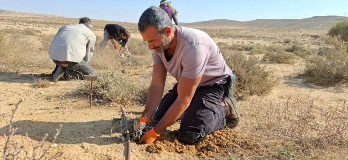 שתילת לשון-שור נגבית, גן המקלט לצמחים בסכנת הכחדה בממשית