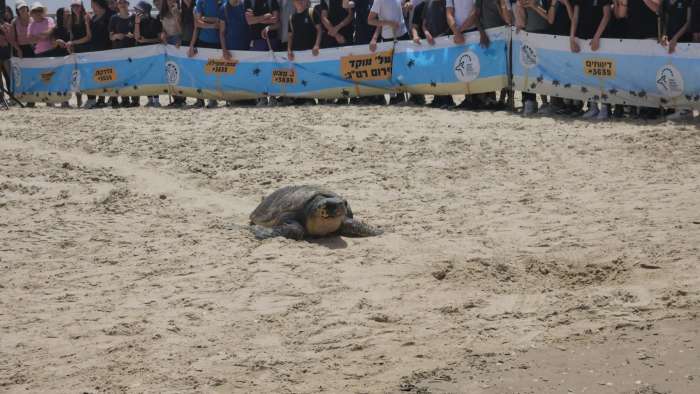השבת צב ים לטבע