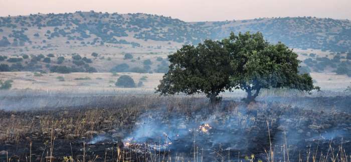 שריפה ברמת הגולן, צילום ערן היימס רשות הטבע והגנים