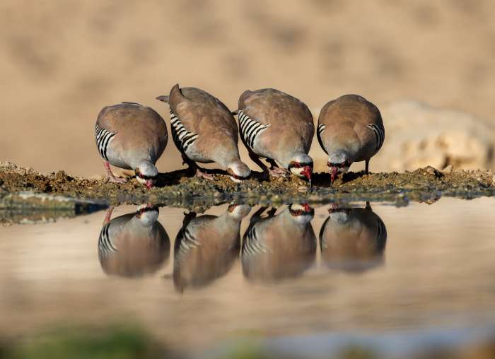 חוגלות שותות מים