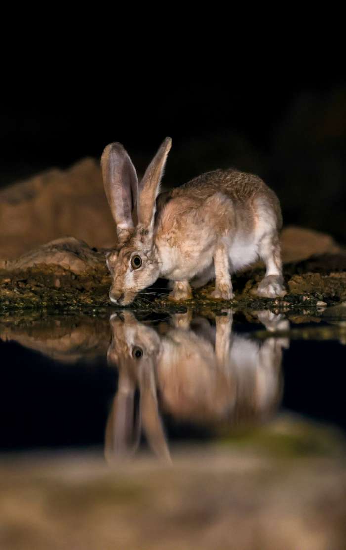 ארנבת בר בנגב