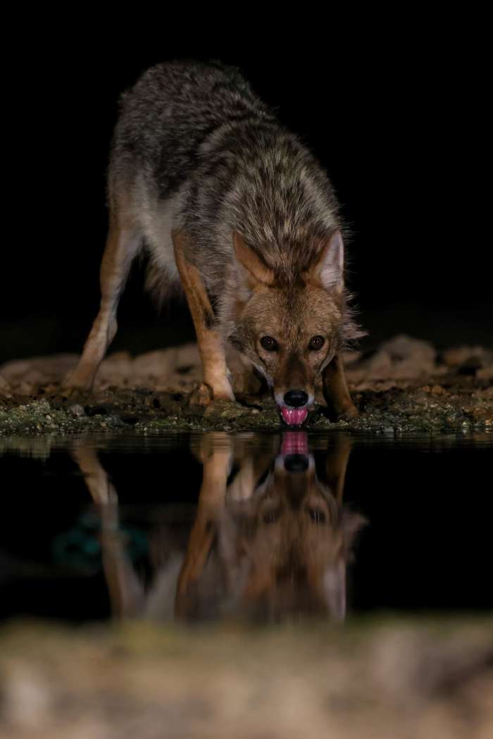 תן שותה מים