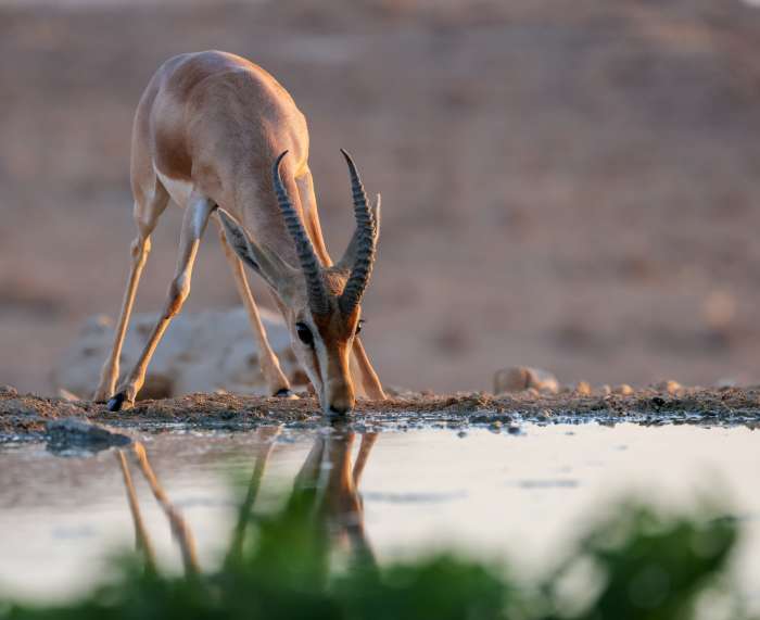 צבי שותה מים בנגב