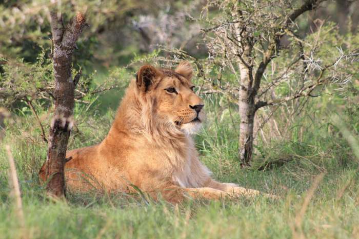 גור האריות ציון-ניב (אבו-מאלק) הפך לאריה צעיר