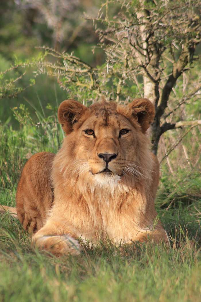 גור האריות ציון-ניב (אבו-מאלק) הפך לאריה צעיר