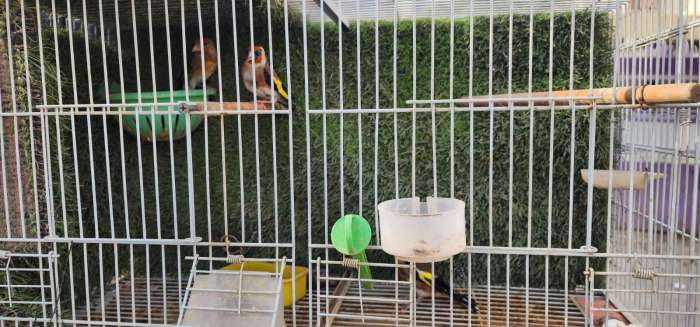 חוחיות שהוחזקו בניגוד לחוק