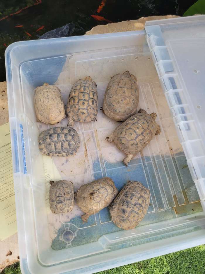 נעצרו חשודים בהחזקת ערכי טבע מוגנים