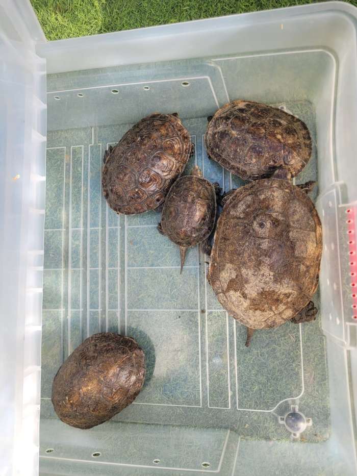 נעצרו חשודים בהחזקת ערכי טבע מוגנים