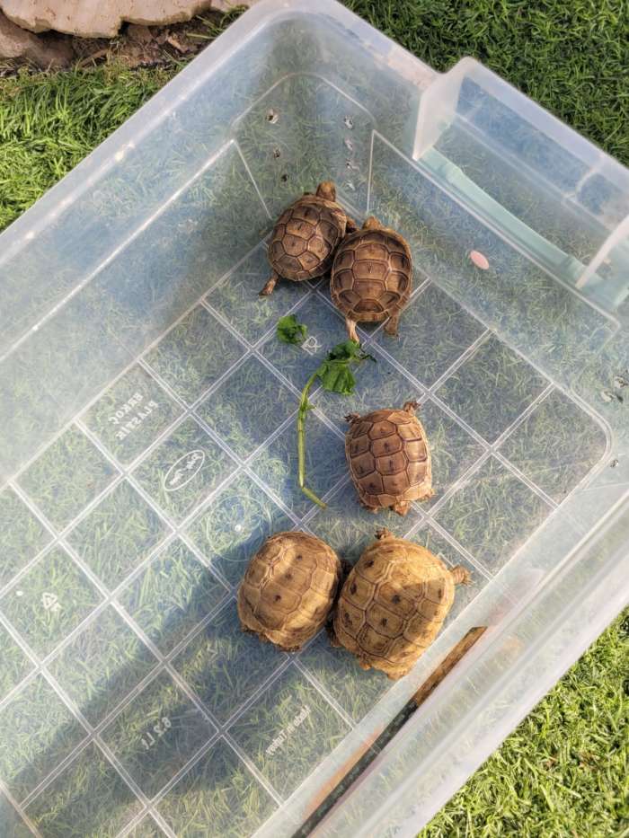 נעצרו חשודים בהחזקת ערכי טבע מוגנים