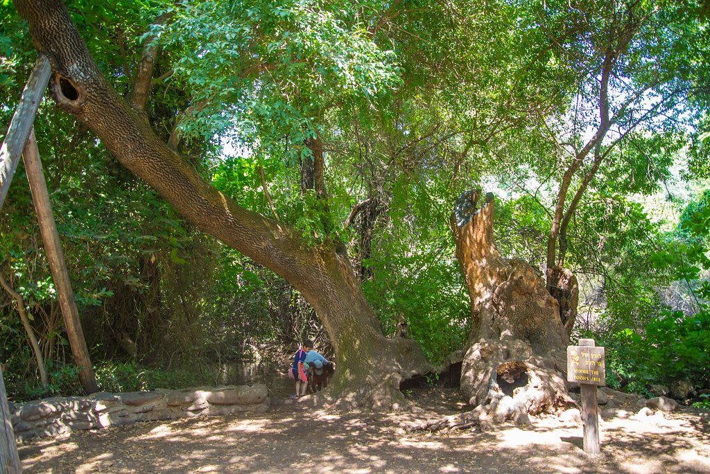 שמורת טבע תל דן