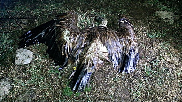 נשר מורעל ברמת הגולן - צילם אוריה וזאנה, רשות הטבע והגנים