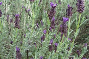 אזוביון דגול