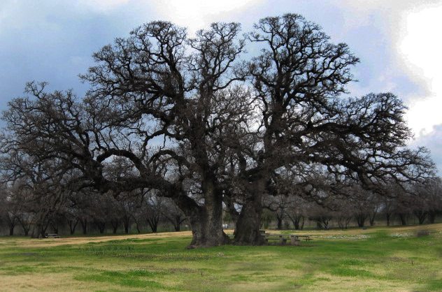 עץ אלון תבור בגן לאומי חורשת טל - צילם דודו פרו