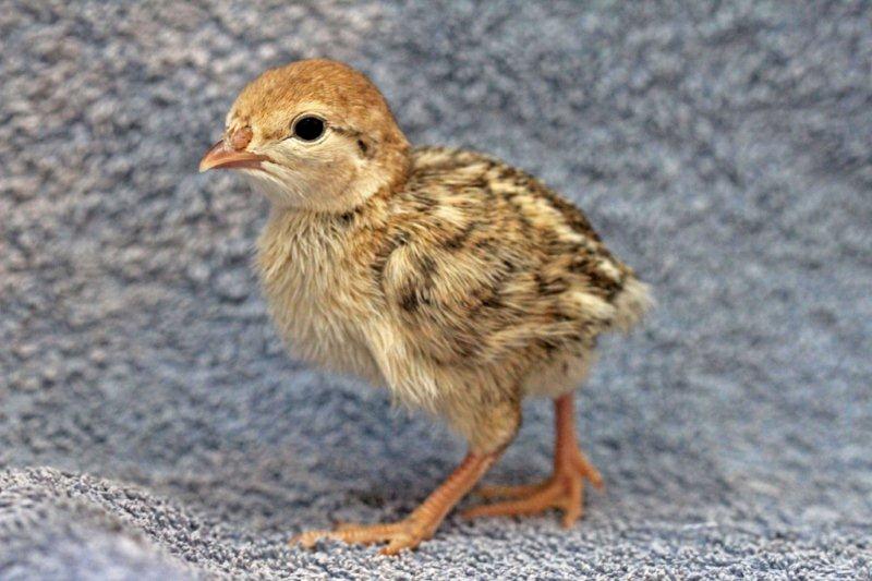 אפרוח של חוגלה - צילמה דניאלה קרני הראל