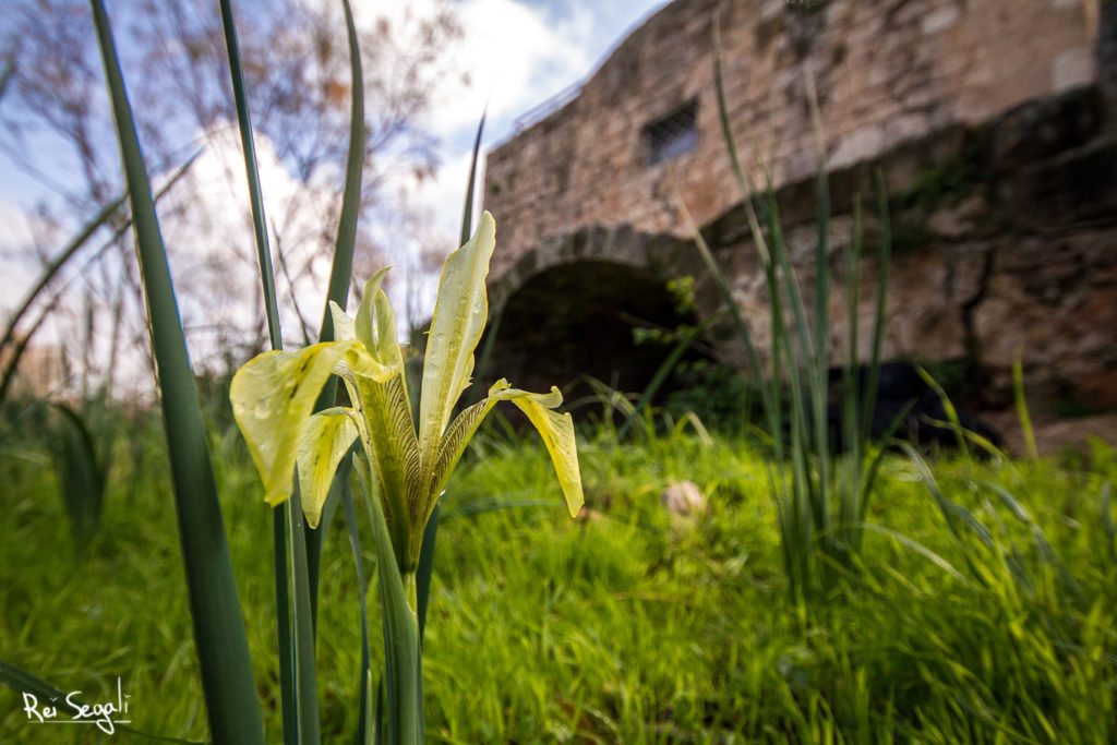 אירוס הביצות פורח בשמורת טבע עין אפק - צילום רעי סגלי