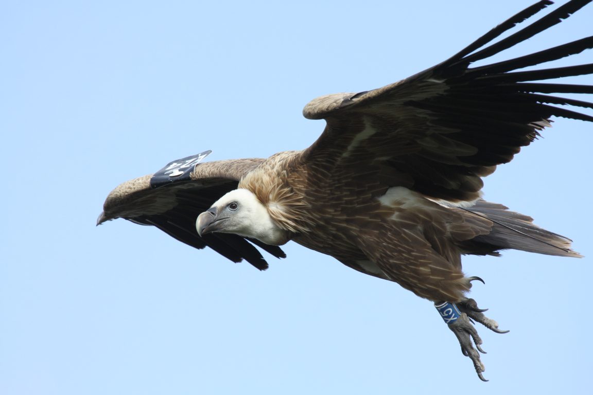נשר בתעופה - צילום עידו שקד, אקולוג ברשות הטבע והגנים