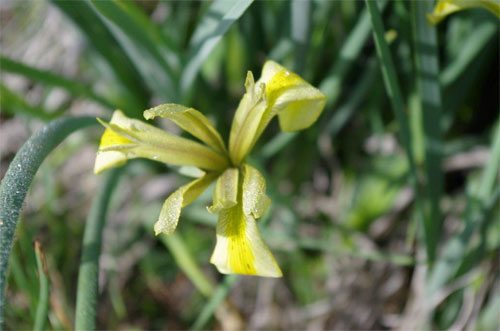 פריחת אירוס הביצות: צמח בסכנת הכחדה (צילם אלון לוי)