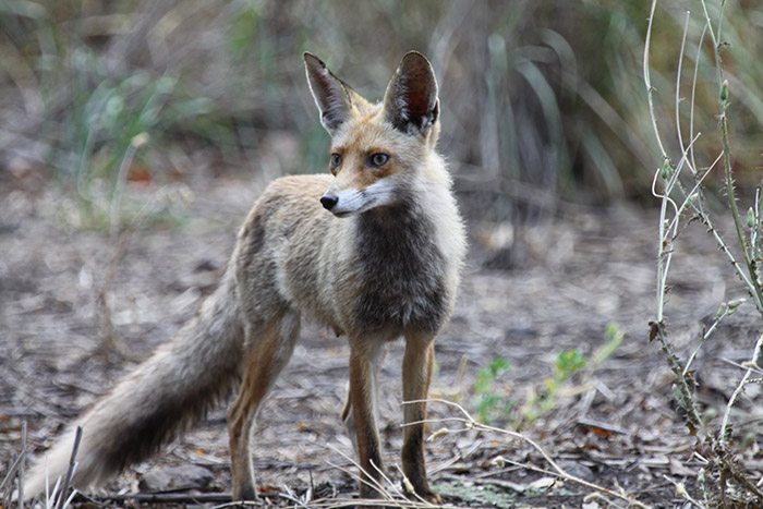 שועל - צילם עידו שקד, רשות הטבע והגנים