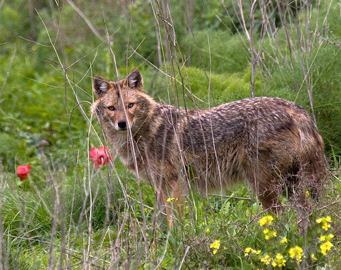 תן - צילם דורון ניסים, רשות הטבע והגנים