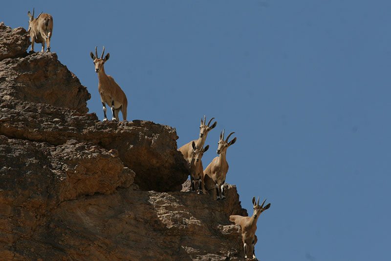 יעלים בגן לאומי עין עבדת - צילום דותן רותם, אקולוג ברשות הטבע והגנים