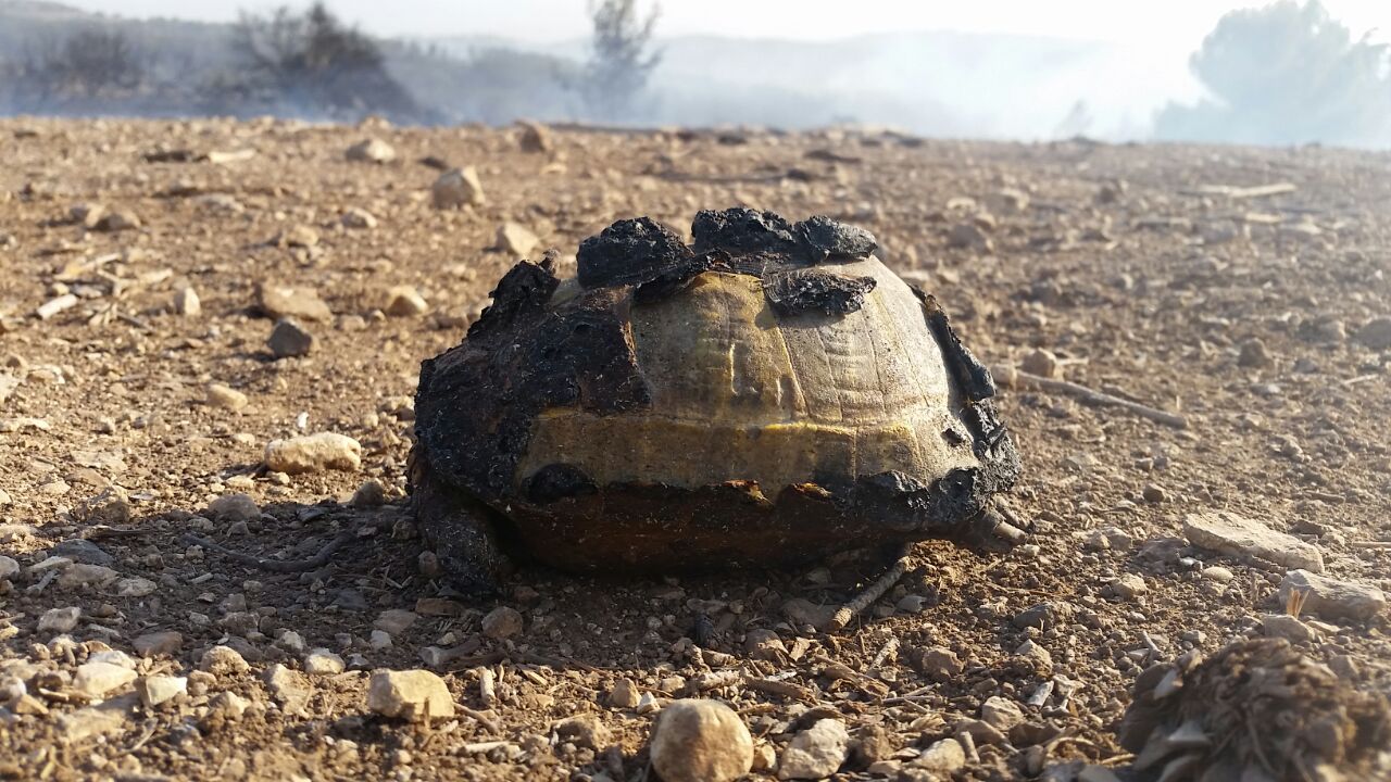 צב שנפגע מהשריפה בנטף. הצב יועבר לטיפול בבית החולים לחיות בר של רשות הטבע והגנים והספארי ברמת גן