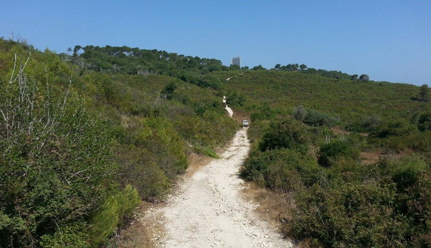 אזור חיץ שנפרץ בלב החורש בכרמל. צילום: אלי סלייפצ'ביץ'
