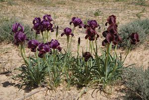 אירוס ירוחם