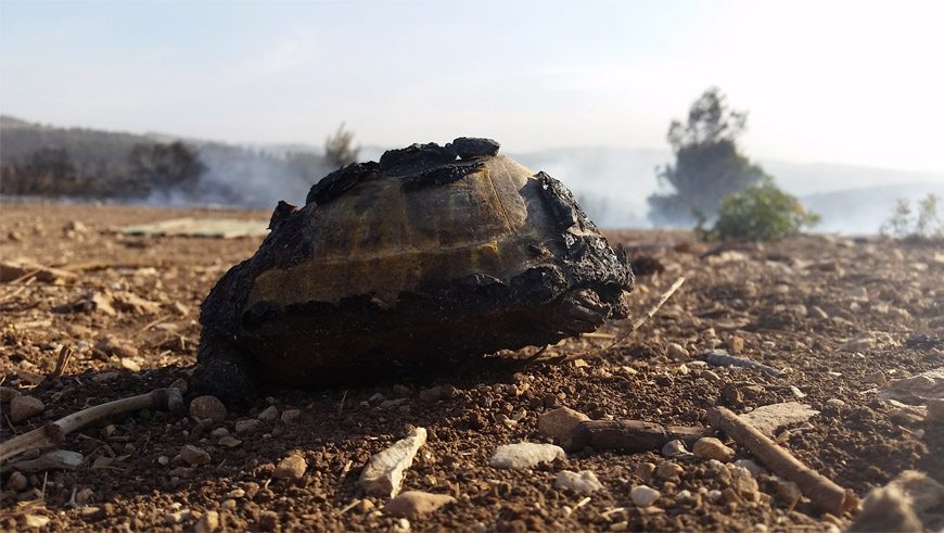 צב יבשה שנפגע מהשרפה בהרי יהודה. הצב אותר ונלקח לטיפול רפואי בבית החולים לחיות בר של הספארי ורשות הטבע והגנים. צילום: ליעד כהן