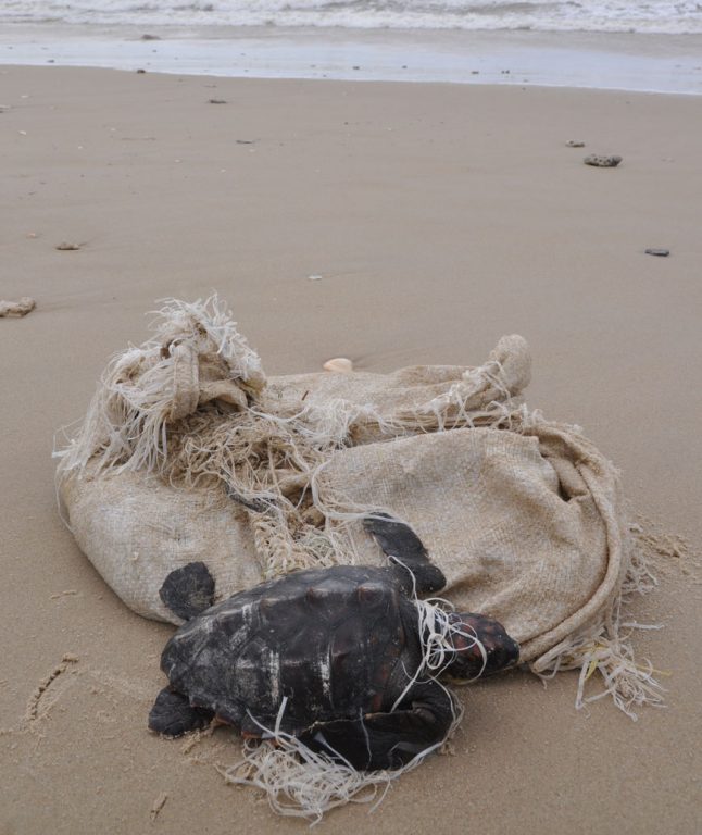 צב ים שנפלט אל חופי ישראל לאחר שהסתבך בים בשאריות של שק. צילום: יניב לוי