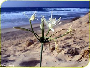 חבצלת החוף, צילם איל בר טוב