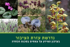 נדרשת עזרת הציבור בעדכון המידע על צמחים בסכנת הכחדה