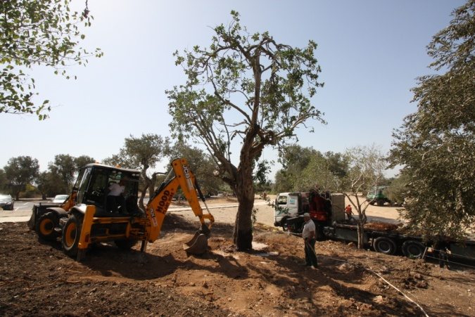 החרוב במקומו החדש