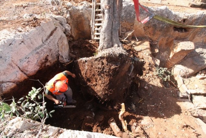 חיתוך השורשים האחרונים וניתוק החרוב