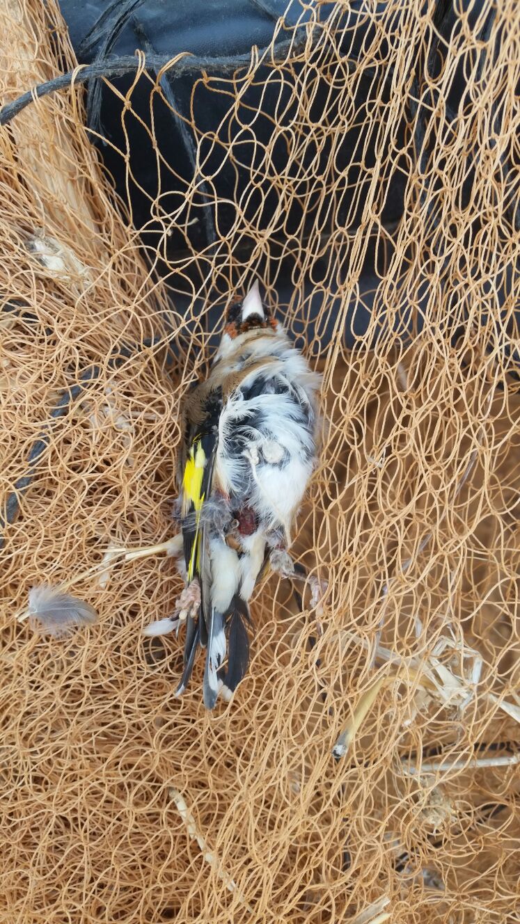 חוחיות מתות ששימשו כפיתיון אכזרי, צילום: פקחי רשות הטבע והגנים - מחוז מרכז
