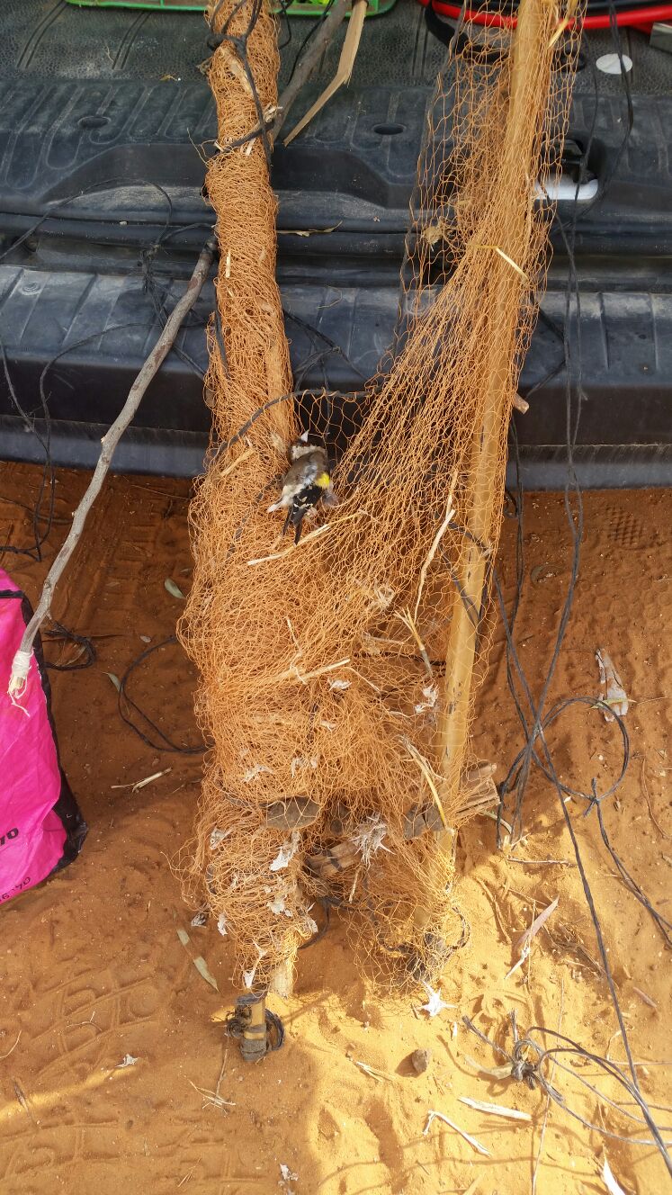 חוחית מתה ששימשה כפיתיון אכזרי, צילום: פקחי רשות הטבע והגנים - מחוז מרכז