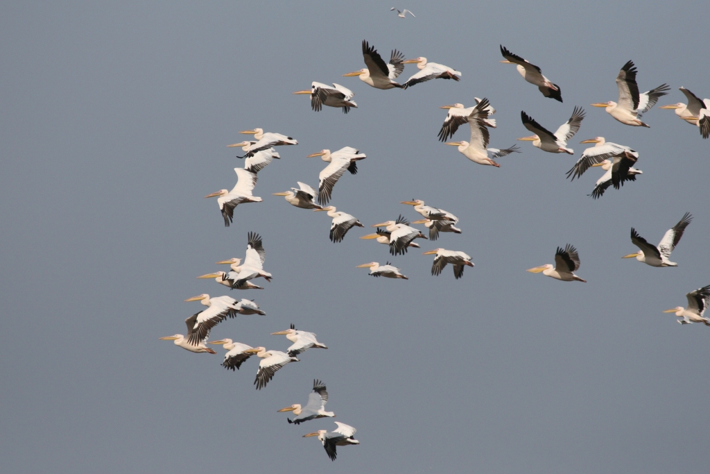 שקנאים עפים
