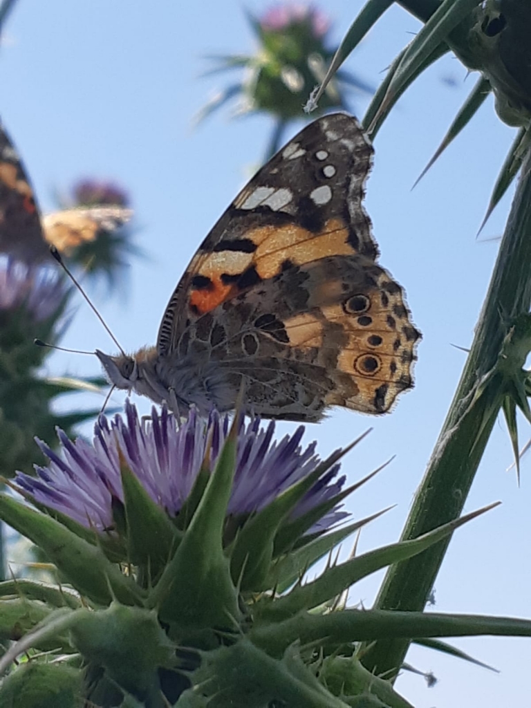 פרפר על גדילן - סלמאן.jpeg