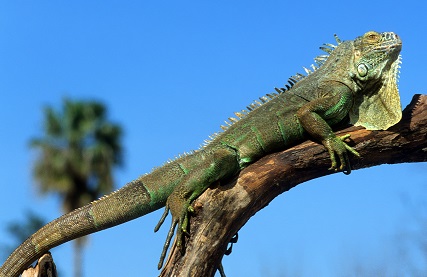 איגואנה