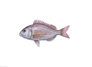ורדית מצויה (ז'רבידן) Pagellus erythrinus