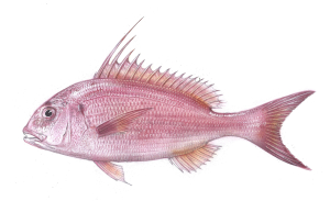 איור שינן החוט (פארידה) Dentex gibbosus