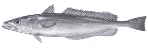 איור בקלה ים תיכונית (בקלה) Merluccius merluccius