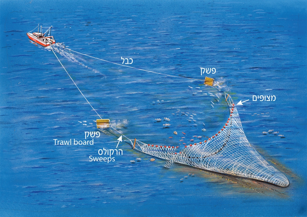 איור דיג מכמורת JPG