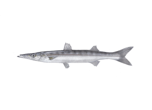 אספירנה חלקה (ספרינה) Sphyraena sphyraens