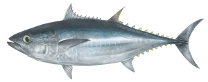 טונה כחולת סנפיר Thunnus thynnus