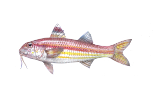 איור  מולית הפסים