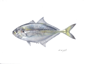 איור צנינון דו-ימי (טרולוס צהוב) Alepes djedaba