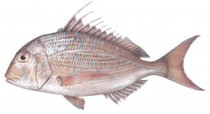 איור שפרנון שווה קוצים (פארידה) Pagrus sp