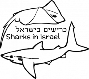 כרישים בישראל לוגו לוגו עמותת כרישים בישראל