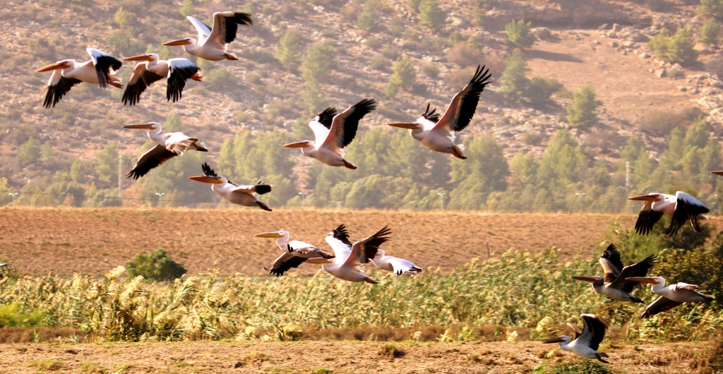 שקנאים בשמורת החולה.JPG